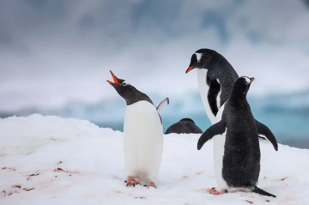 Summer in Greenland: Expedition Adventure, Indigenous Heritage, and the Edge of the Ice