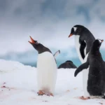 Summer in Greenland: Expedition Adventure, Indigenous Heritage, and the Edge of the Ice